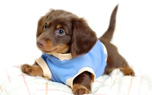 animals dogs puppies canine daschund dachshund 2200x1500 wallpaper 